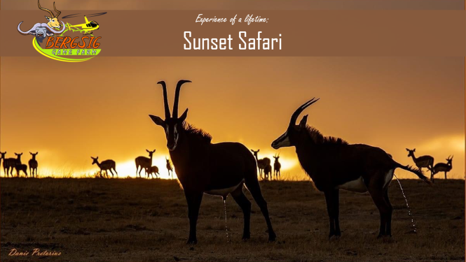 10 Reasons to do a Bergsig sunset safari