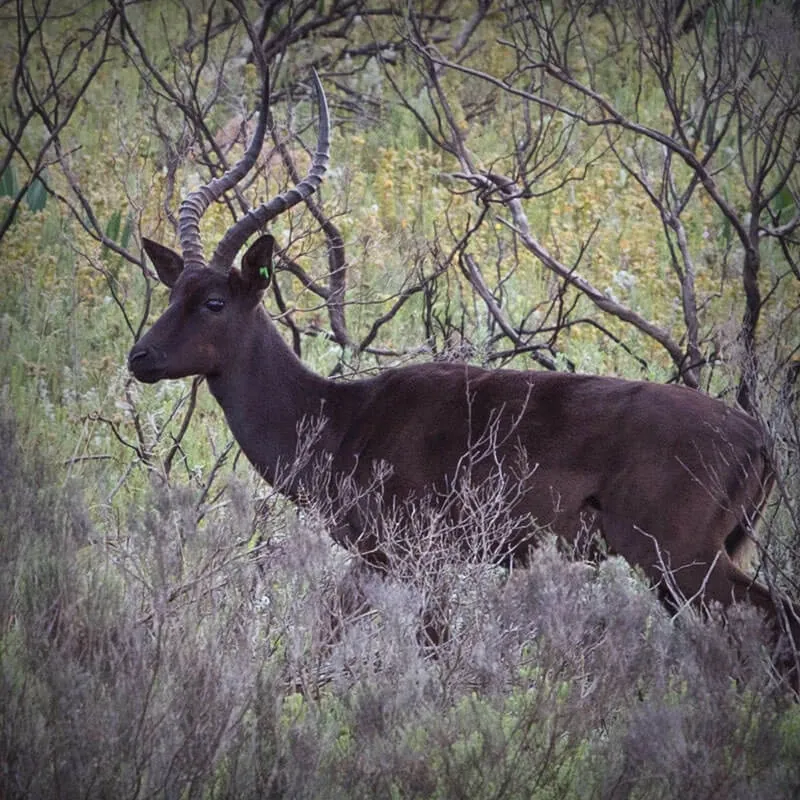 Black Impala