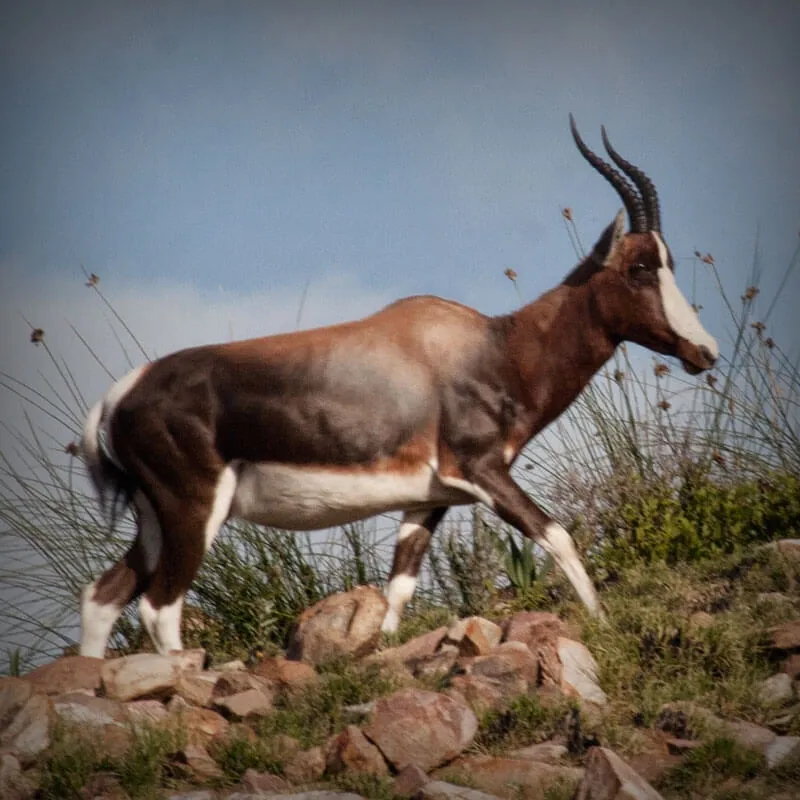 Bontebok