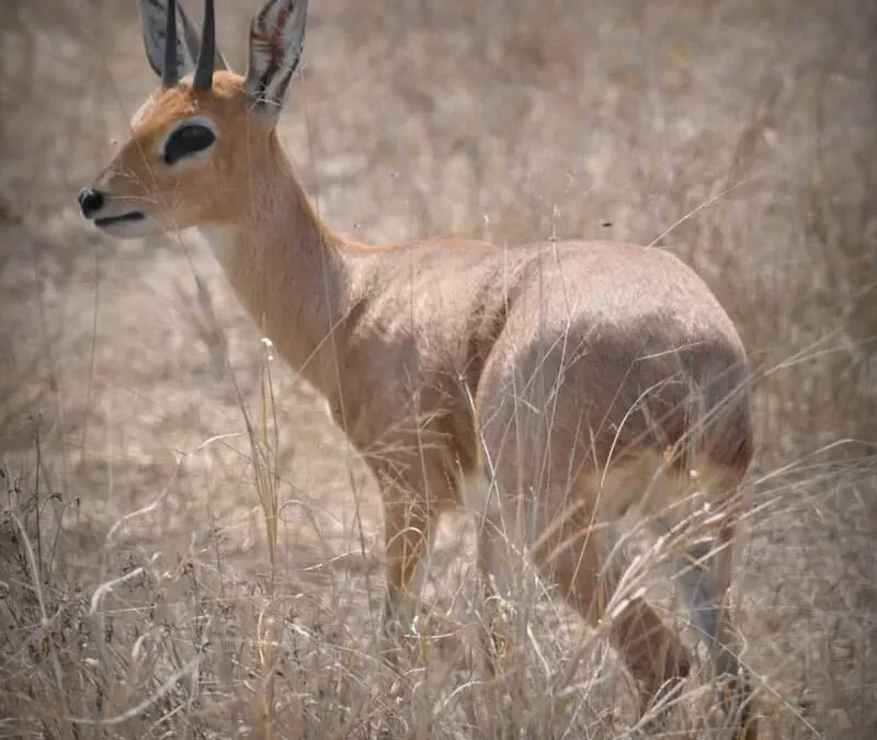 Cape Grysbok