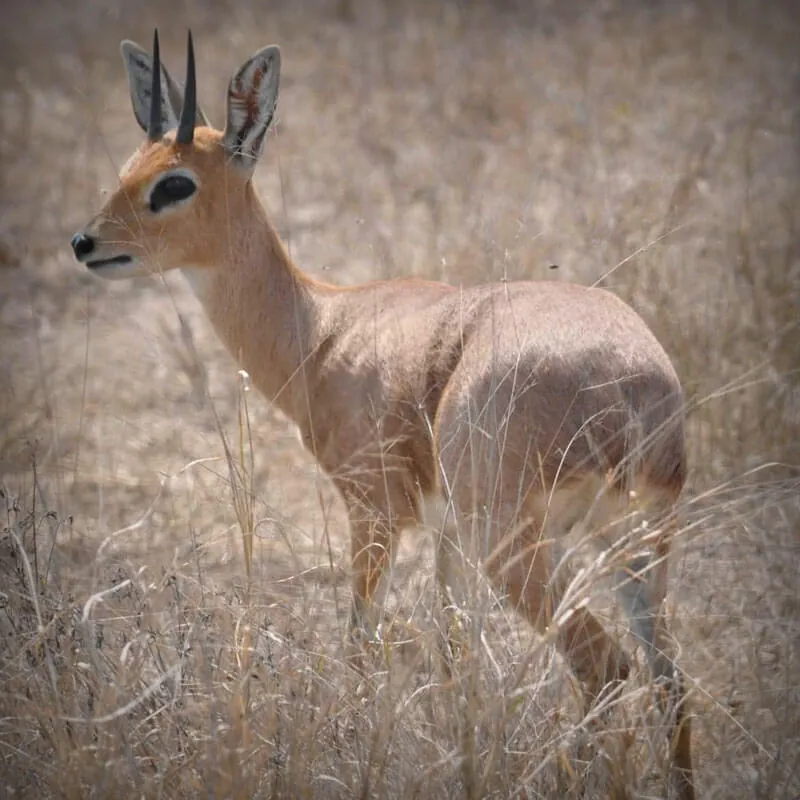 Cape Grysbok