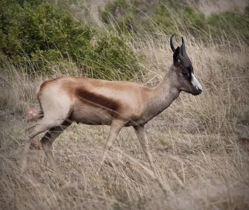 Copper Springbuck