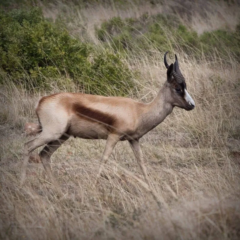 Copper Springbuck