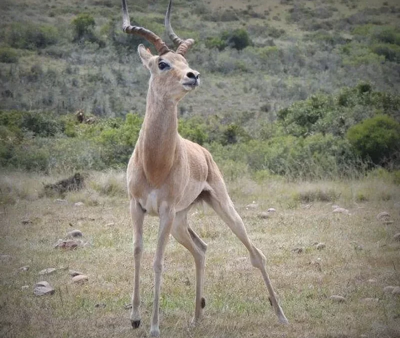 Cream Impala