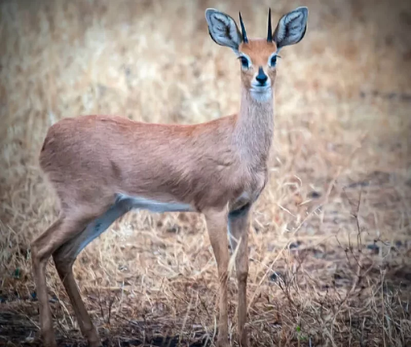 Duiker