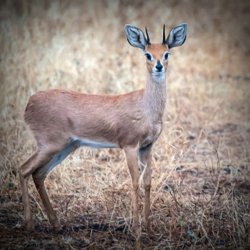 Duiker