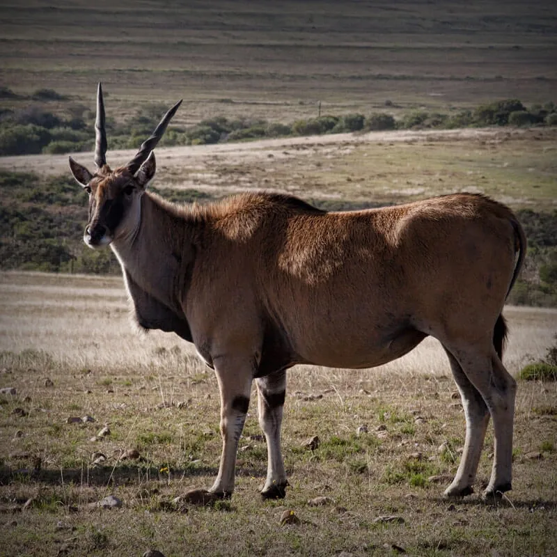 Eland