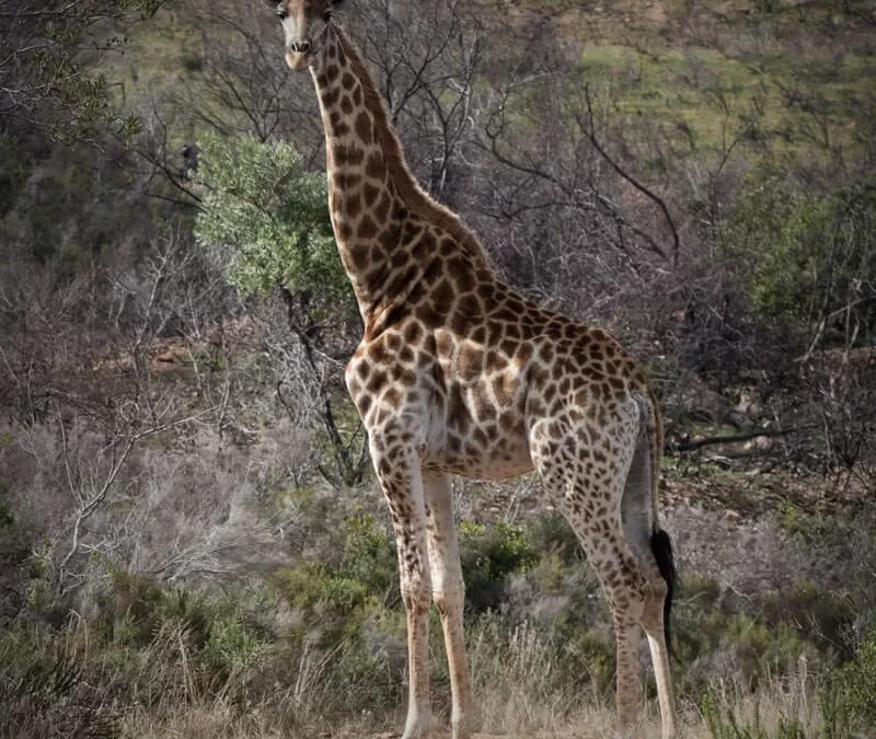 Giraffe