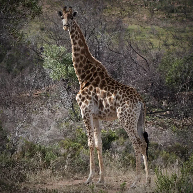 Giraffe