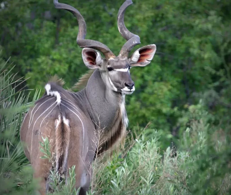 Kudu