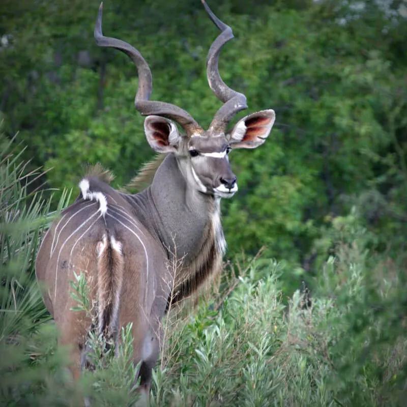 Kudu