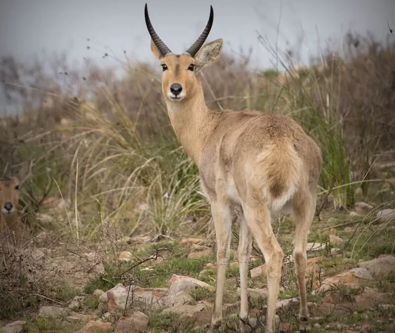 Mountain Reedbuck