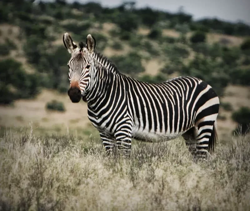 Mountain Zebra