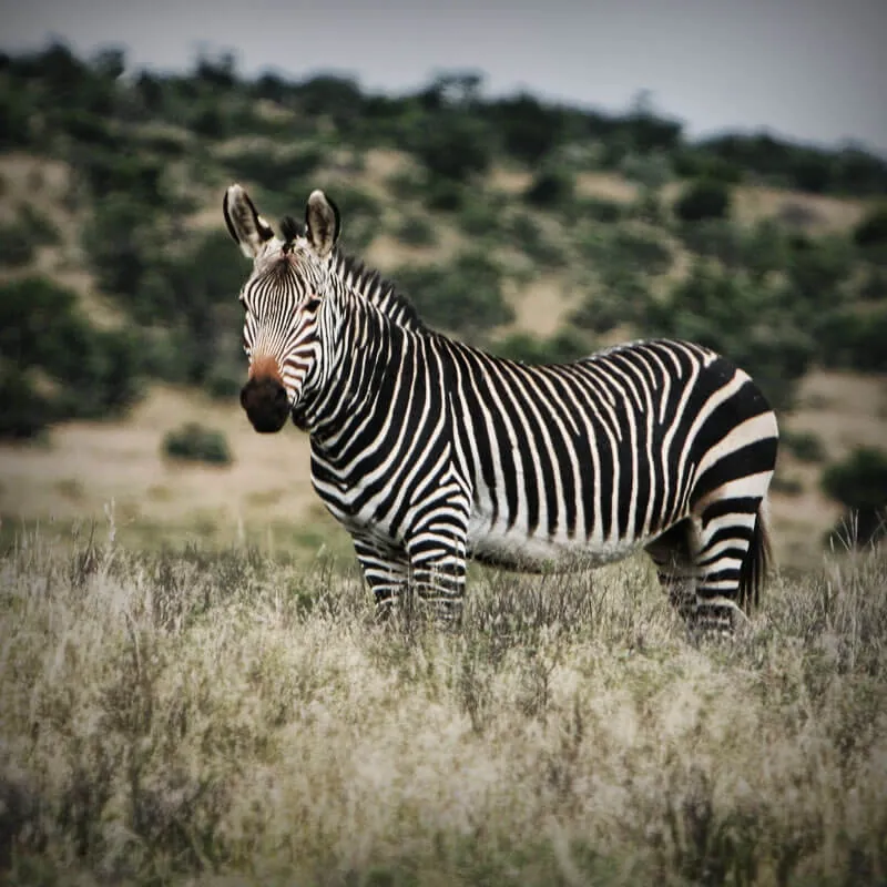 Mountain Zebra