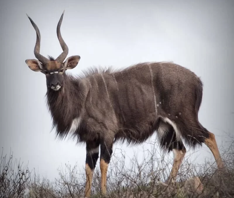 Nyala