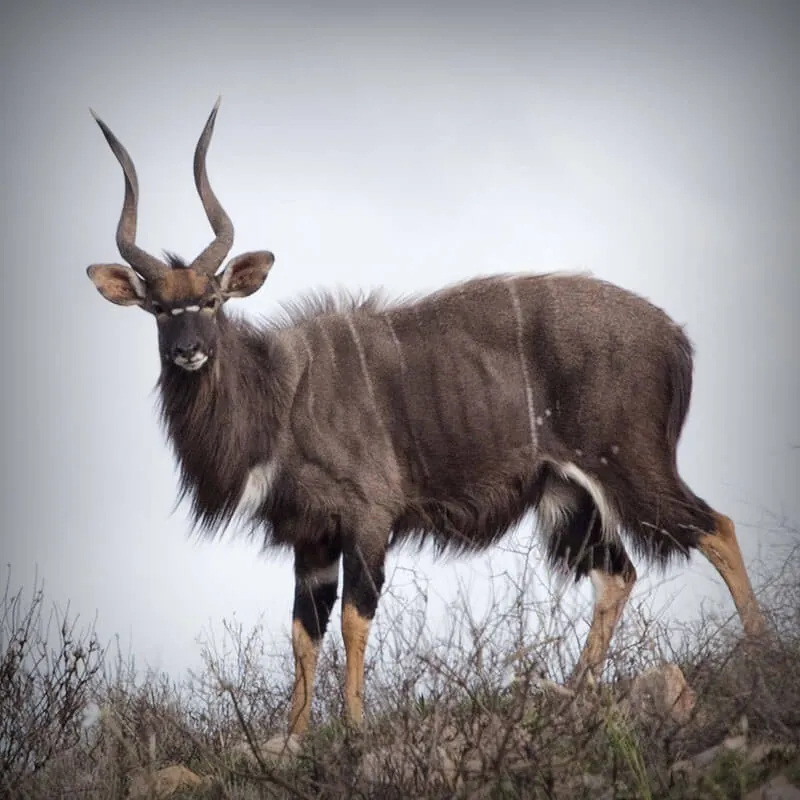 Nyala