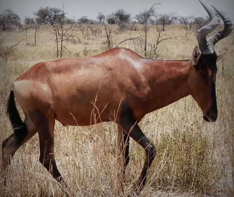 Red Hartebeest