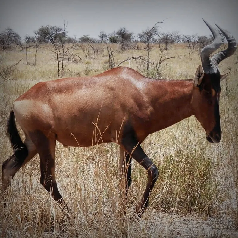 Red Hartebeest