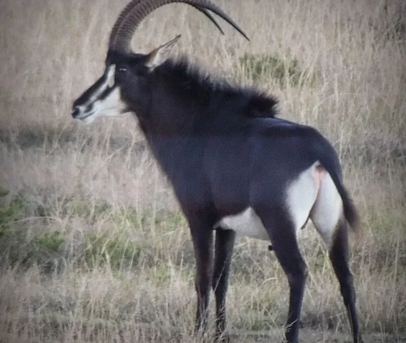 Sable Antelope