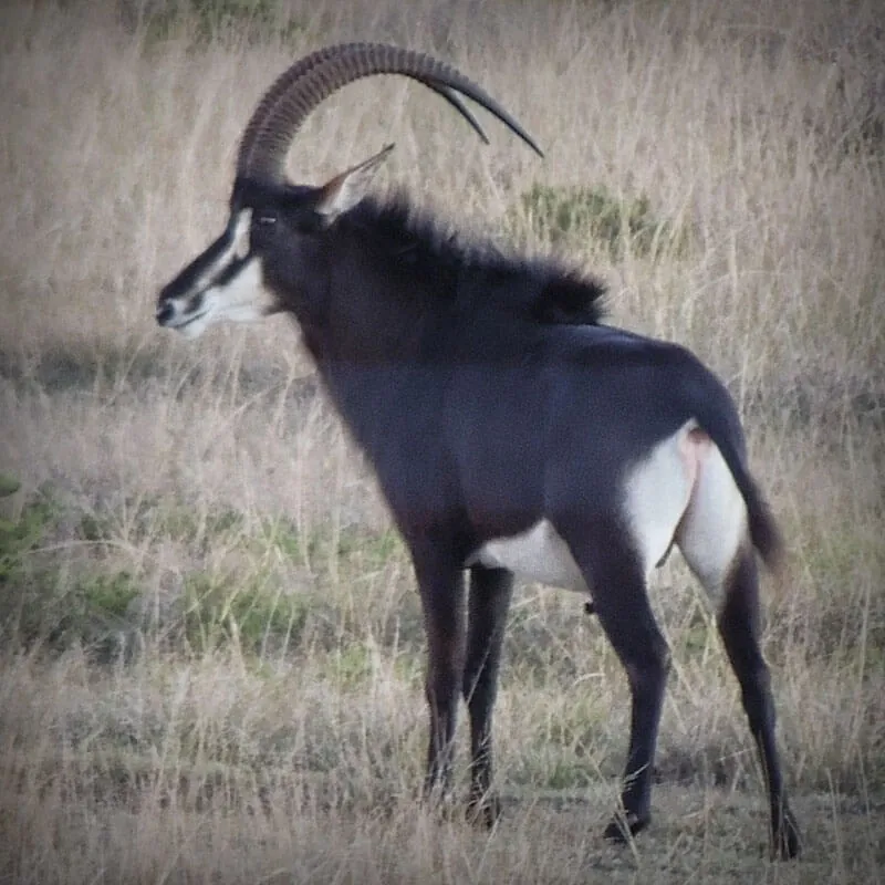 Sable Antelope