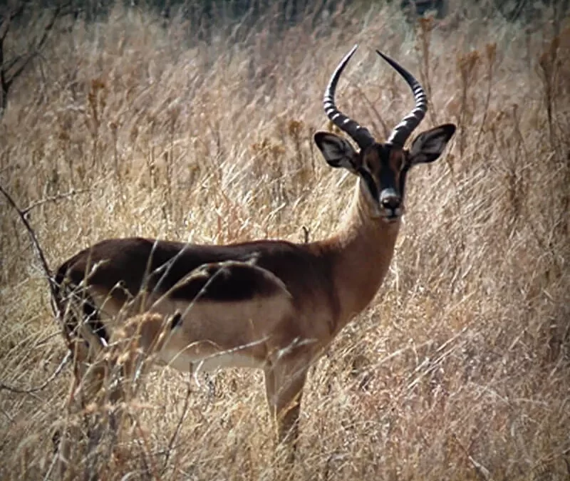 Saddleback Impala