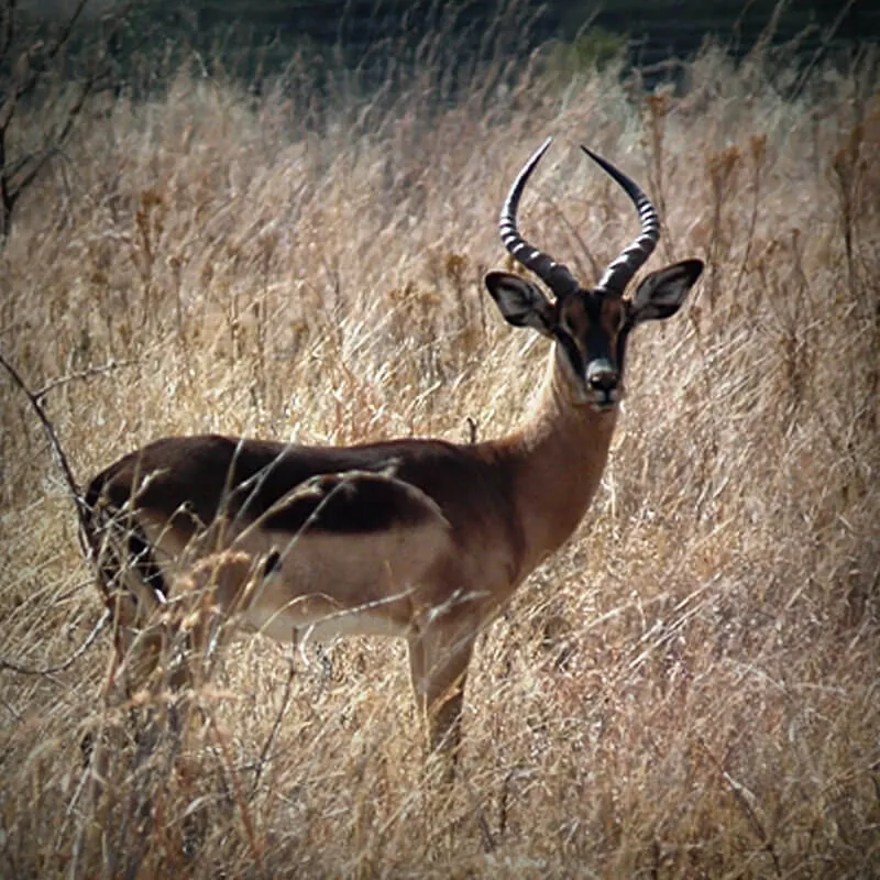 Saddleback Impala