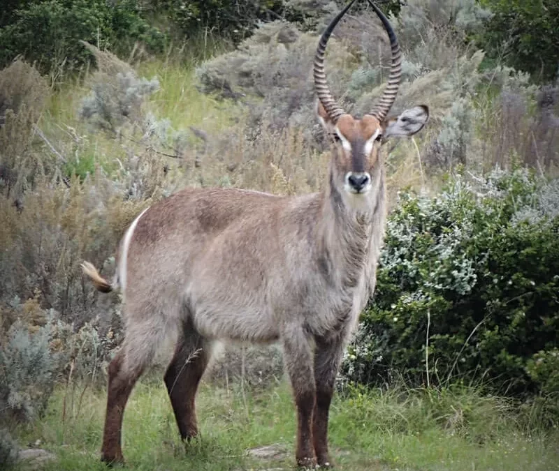 Waterbuck