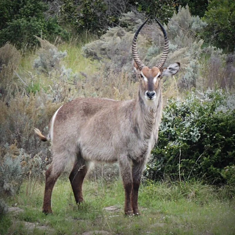 Waterbuck