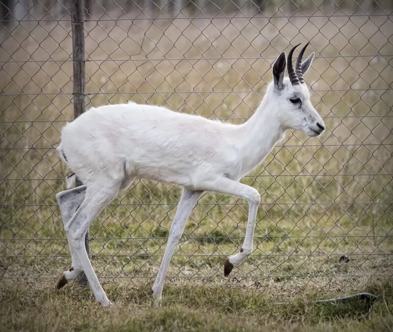 White Springbuck