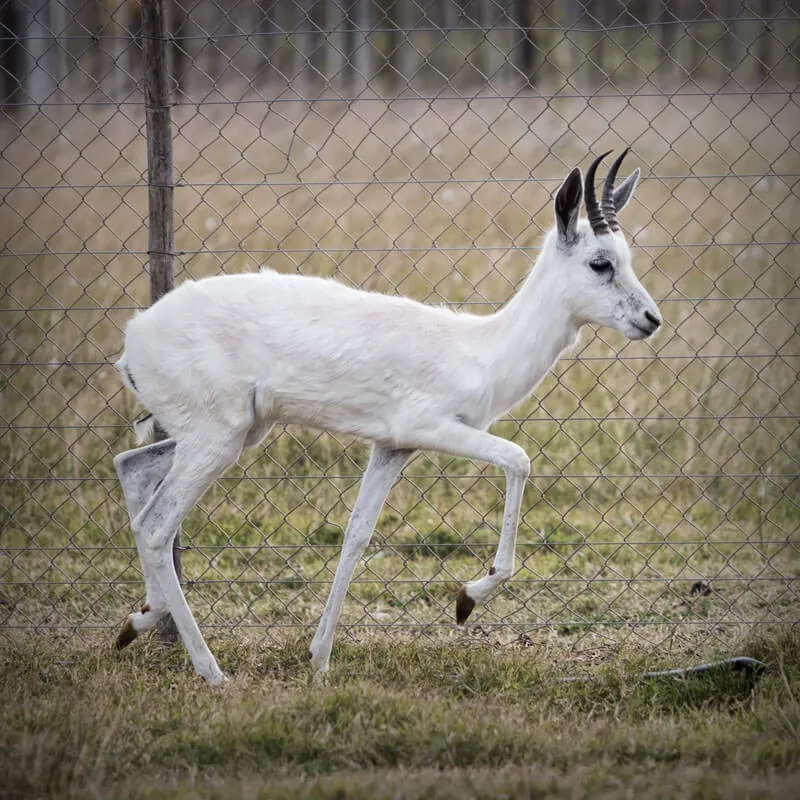 White Springbuck