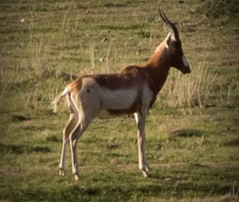 Yellow Blesbuck