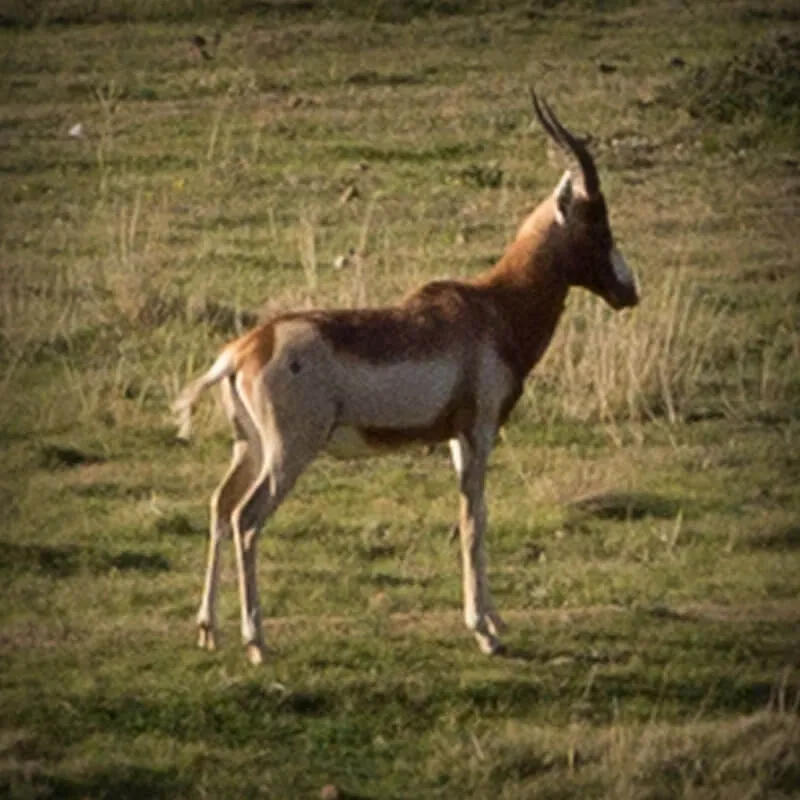 Yellow Blesbuck