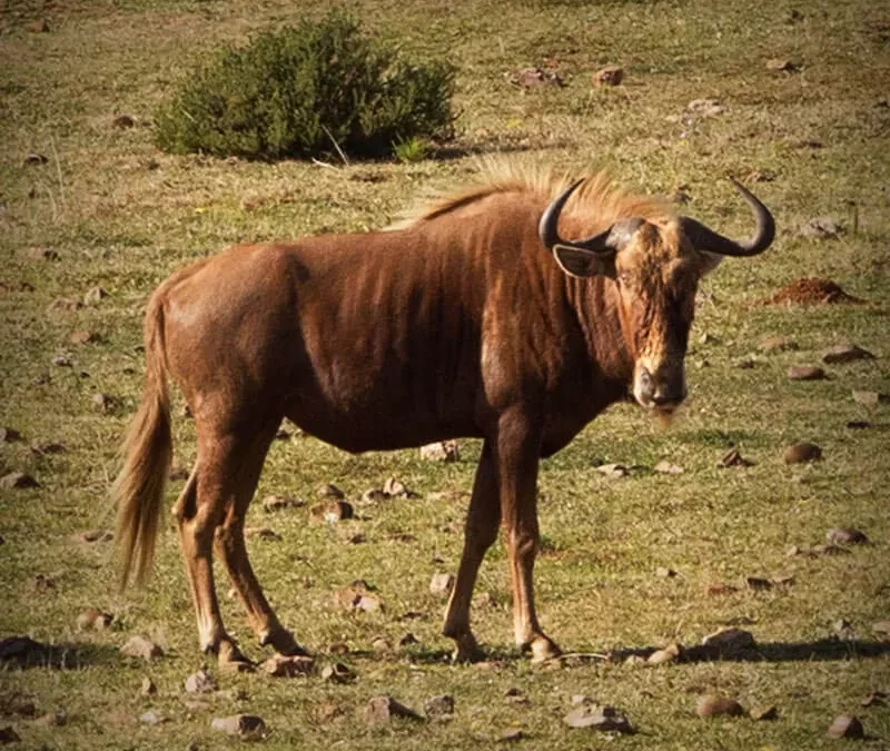 Golden Wildebeest