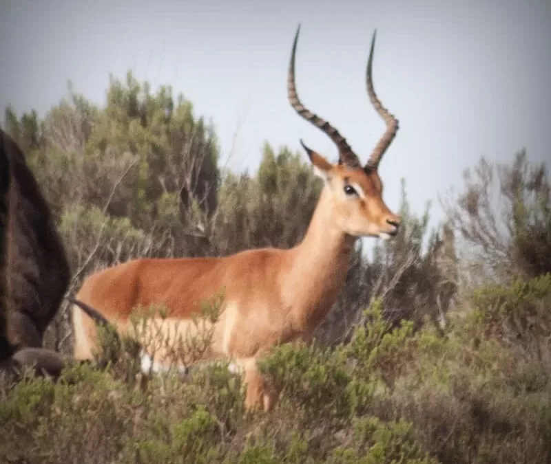 Impala