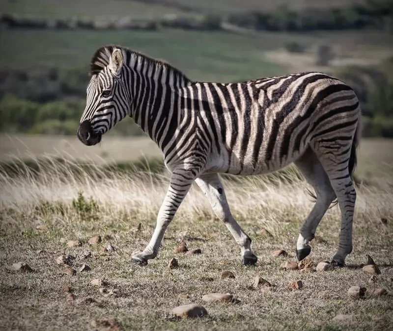 Zebra